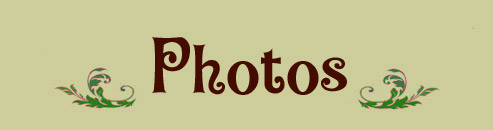 sesame seed photos